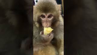 Baby monkey bobo monkeyabu babymonkey monkeysabe monkeyrosse [upl. by Ahsa386]