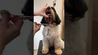 Tibetan terrier grooming [upl. by Base]