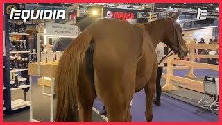 SALON DU CHEVAL UNE PURSANG DANS LES ALLÉES   Reportage [upl. by Aubine]