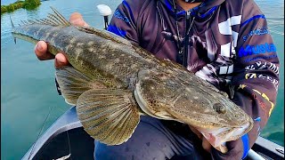 Flathead Fishing with soft plastics [upl. by Bobinette]