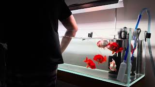 water change ranchu tank 2023 zakiranchu waterchange asmr aquarium goldfishkeeper ranchu [upl. by Lantz175]