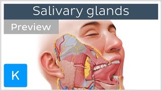 Salivary glands structure and functions preview  Human Anatomy  Kenhub [upl. by Noraj987]