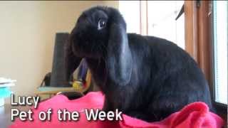 Pet of the Week Lucy Mini Lop rabbit [upl. by Aleekat]