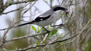 Loggerhead Shrike  the Butcher Bird in action [upl. by Eisac992]