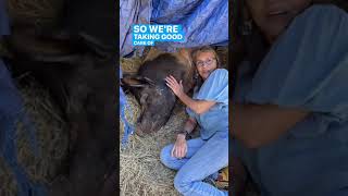 Roux Belly Rub  Sanctuary Pig Rescue [upl. by Godfree]