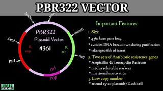 pBR322 Plasmid Vectors  Cloning Vectors  What Is A Plasmid [upl. by Vano213]