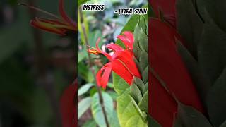 Pachystachys coccinea blooms at Palacio Cristal Arganzuela Madrid ultrasunn belgianmusic shrub [upl. by Benoit737]