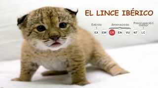 El lince Ibérico el felino más amenazado del MUNDO [upl. by Armat28]