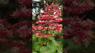 Clerodendrum paniculatumpagoda flowerytshorts [upl. by Leonardi]