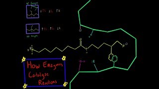 Chymotrypsin Enzyme Mechanism Serine Protease Covalent Catalysis Biochemistry Made Simple [upl. by Hollister]