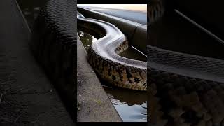 A Python is Trapped in a Small Gutter snake mystery python [upl. by Lytsirk967]