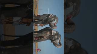 Meet Andal amp Lakshmi Temple Elephants 🐘 of Sri Ranganatha Swamy ranganathaswamy trichy elephant [upl. by Hervey]