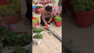 Garden decoration ideas  DIY Trellis for Rose Creeper Ideas garden gardening reels decoration [upl. by Akel594]