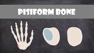 Pisiform Bone  Anatomy [upl. by Esau]