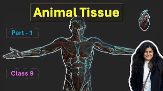 Animal Tissue Part1  Tissues  Class 9  Best Explainer with Examples amp Animations [upl. by Macintosh]