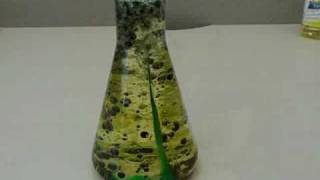 Make a Homemade Lava Lamp [upl. by Adigun]