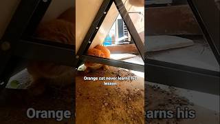 Orange cat never learns his lesson  Pt3 [upl. by Artima]