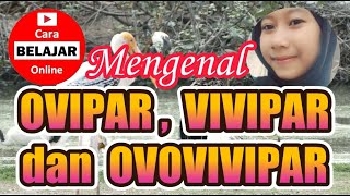 Hewan Ovipar Vivipar dan Ovovivipar [upl. by Dimah]