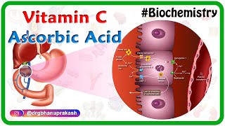 Vitamin C  Ascorbic acid Animation  MetabolismSources Synthesis  functions Scurvy [upl. by Eornom]