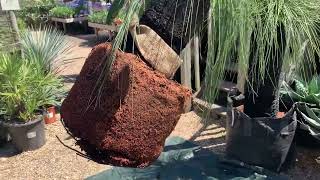 Potting up a Grass Tree  Xanthorrhoea preissii [upl. by Lubbock]