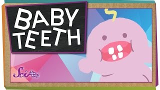 Why Do We Have Baby Teeth [upl. by Halehs181]