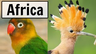 🔴 South Africa  LIVE Bird Feeder and Wildlife Camera [upl. by Assyral]