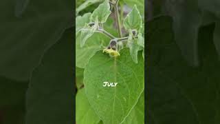 Physalis  Cape Gooseberryshorts [upl. by Aver533]