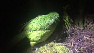 El kakapo o kákapu loro nocturno Strigops habroptilus [upl. by Maryanna]