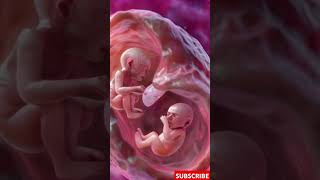 Incredible Footage of Twins Developing in the Womb [upl. by Jeffers]