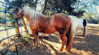 Treating a Hoof Abscess No Soaking [upl. by Llirpa]