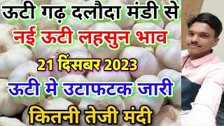 दलौदा मंडी आज का नई ऊटी लहसुन का भाव 21 दिसंबर 2023 new ooty garlic rate today daloda nai lahsun [upl. by Ness]