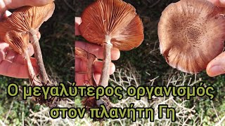 O μύκητας Armillaria ostoyae [upl. by Kral]