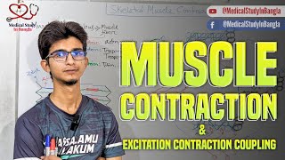 Skeletal muscle contraction physiology in bangla  Excitation contraction coupling [upl. by Nallid]