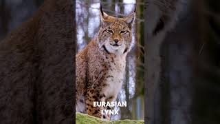 Eurasian Lynx [upl. by Dnamra]