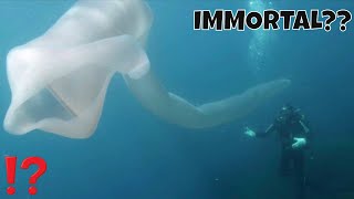 IS THIS CREATURE IMMORTAL GIANT PYROSOME [upl. by Hausmann]