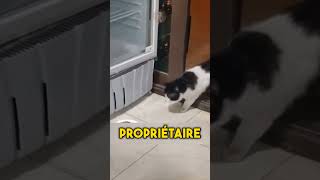 Ce chat est un voleur [upl. by Gurango]