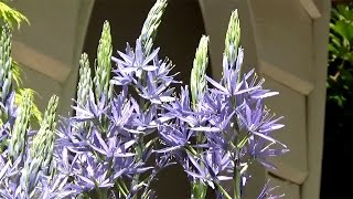 Camassia leichtlinii Blue Donau  FarmerGracycouk [upl. by Weiler932]