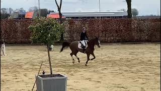 240320 APPELLE JACK 2017 gelding amateur horse by Aganix [upl. by Neersin]