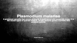 Medical vocabulary What does Plasmodium malariae mean [upl. by Aneehsram309]