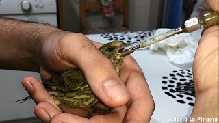 GUÍA➡️ CÓMO CUIDAR a un PÁJARO DE CALLE 🐥 [upl. by Noraj]