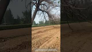 Process Of Cutting A Paulownia Tree In Farmland [upl. by Ecarret574]