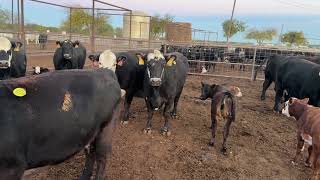 4amp5 yr old Angus and SimAngus pairs the calves around￼ 200 pounds [upl. by Peery]