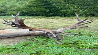 Giant Red Stag from Carpathians  Hochkapitale Rothirsch von Karpathen  Romania hunting redstag [upl. by Argyres966]