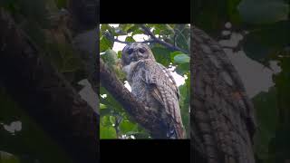 Mottled Wood Owl 🦉 owl wildlife animals birdwatch shorts youtubeshorts [upl. by Kevon]