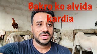 Janwaro ko alvida kardia  buhut dukh hota hai janwaro ko chorne ka  haider’s divine goat [upl. by Jobyna]