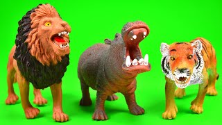 Carnivore and Herbivores  Learn What Wild Animals Eat  Video for Children [upl. by Ponton]