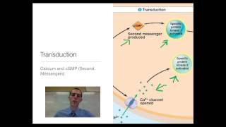 Signal Transduction in Plants [upl. by Dusza]