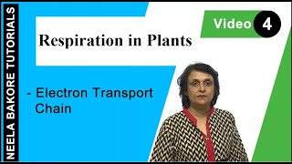 Respiration in Plants  NEET  Electron Transport Chain  Neela Bakore Tutorials [upl. by Ynelram]