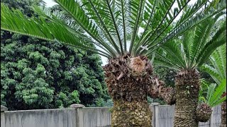 Expensive Cycads amp few shorts [upl. by Lamonica]