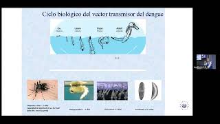 Estrategias de control biológico de mosquitos vectores del dengue [upl. by Eita451]